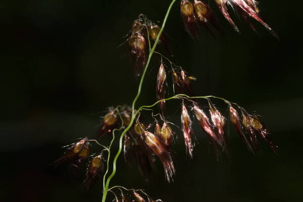 Melinis repens Spikelets