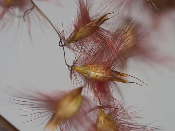 Melinis repens Spikelets