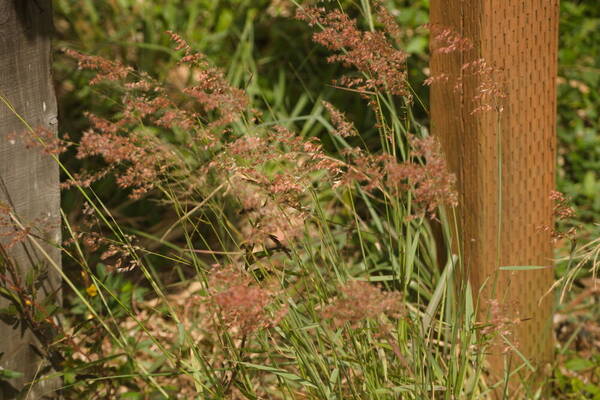 Melinis repens Habit