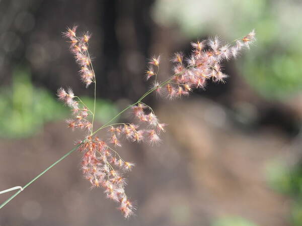 Melinis repens Inflorescence