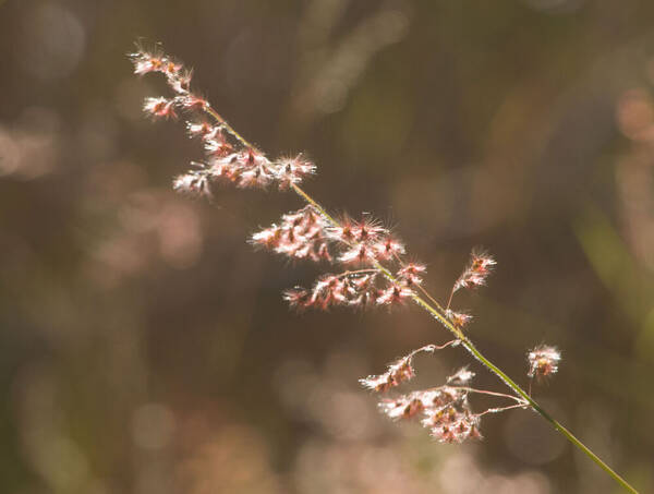 Melinis repens Inflorescence