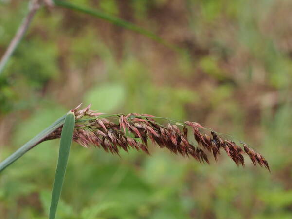 Melinis repens Inflorescence