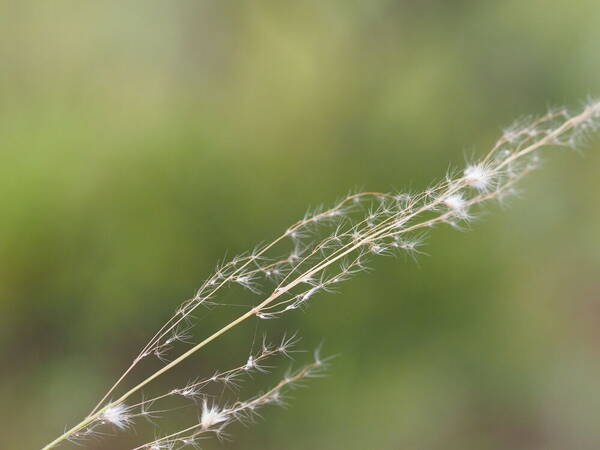 Melinis repens Inflorescence