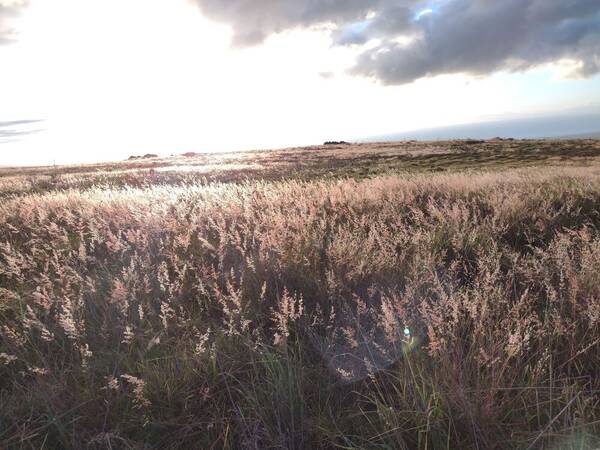 Melinis repens Landscape