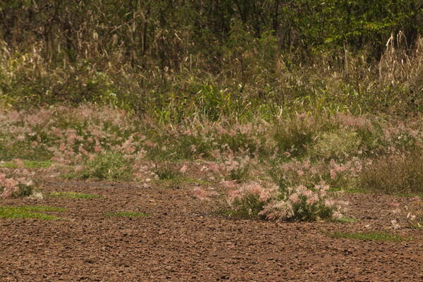 Melinis repens Landscape