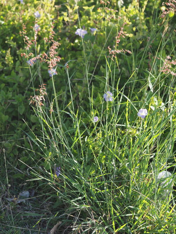 Melinis repens Plant