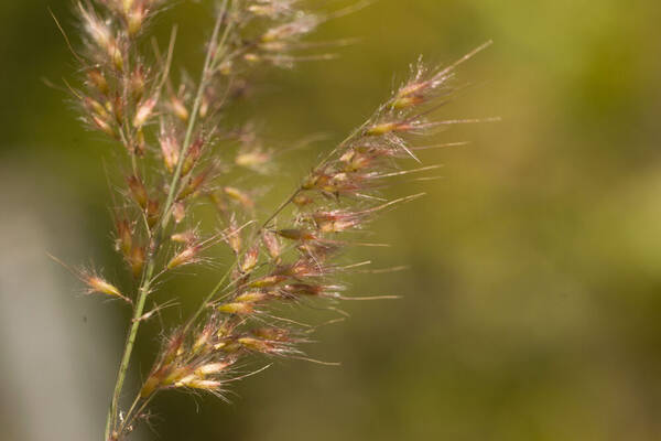 Melinis scabrida Spikelets