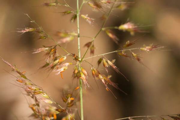 Melinis scabrida Spikelets