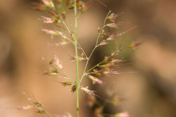 Melinis scabrida Spikelets