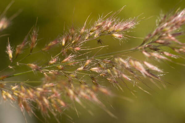 Melinis scabrida Inflorescence