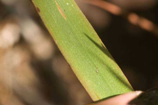 Melinis scabrida Plant