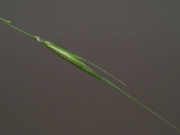 Microlaena stipoides Spikelets