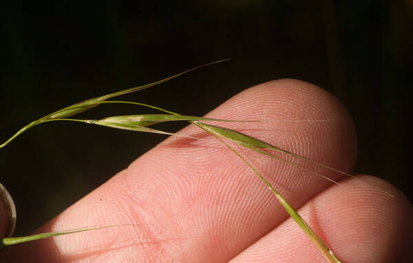 Microlaena stipoides Spikelets