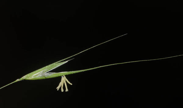 Microlaena stipoides Spikelets