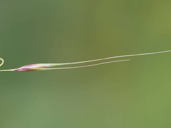 Microlaena stipoides Spikelets