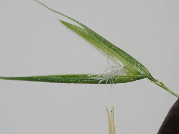 Microlaena stipoides Spikelets