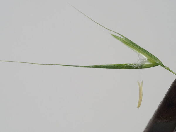 Microlaena stipoides Spikelets