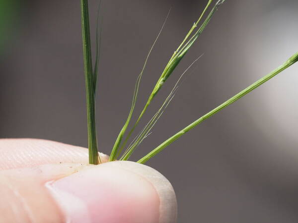 Microlaena stipoides Spikelets