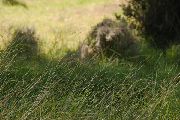 Microlaena stipoides Habit