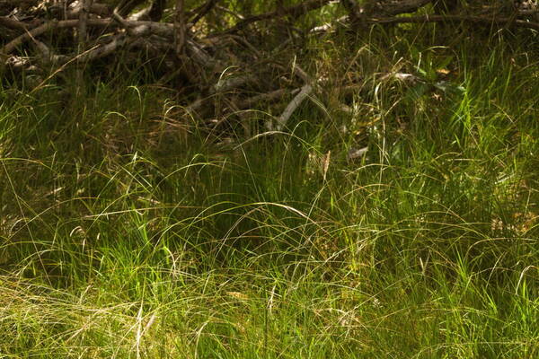 Microlaena stipoides Habit