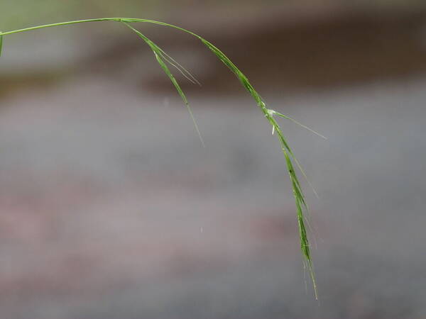 Microlaena stipoides Inflorescence