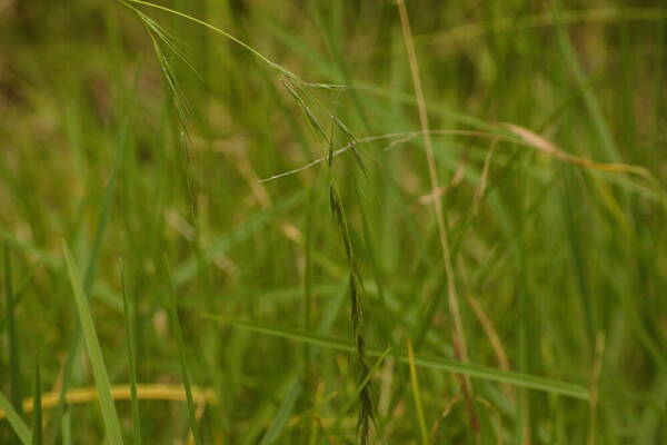 Microlaena stipoides Inflorescence