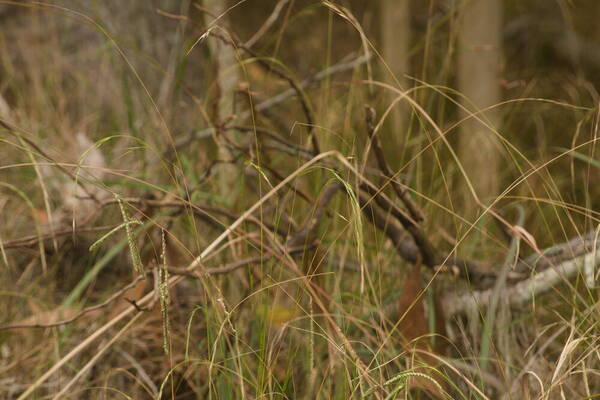 Microlaena stipoides Inflorescence