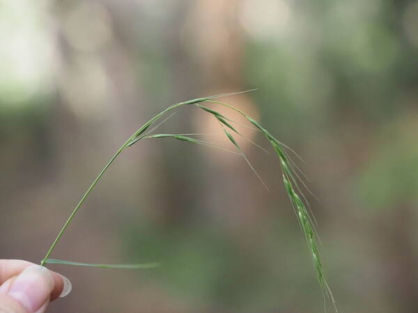 Microlaena stipoides Inflorescence