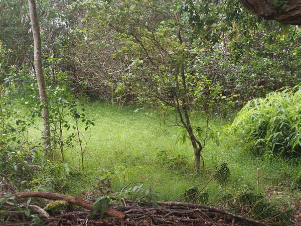 Microlaena stipoides Landscape