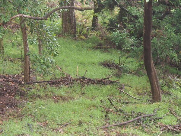 Microlaena stipoides Landscape