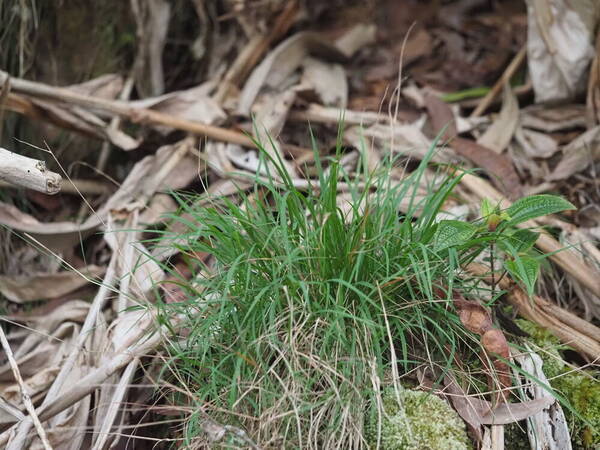 Microlaena stipoides Plant