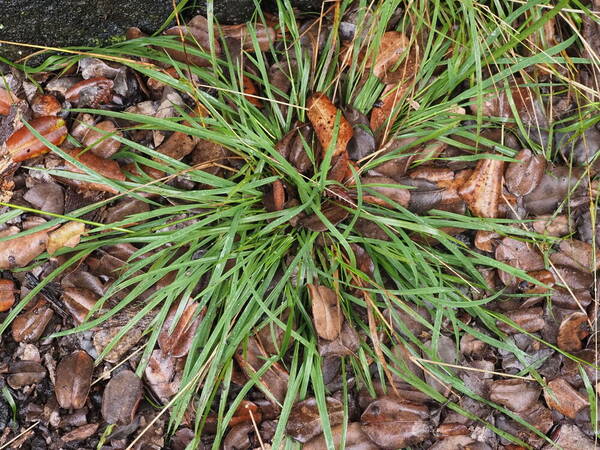 Microlaena stipoides Plant