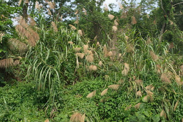 Miscanthus floridulus Habit