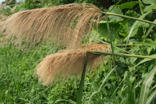 Miscanthus floridulus Inflorescence