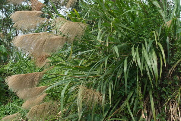 Miscanthus floridulus Plant