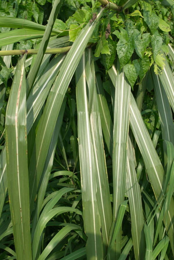 Miscanthus floridulus Plant