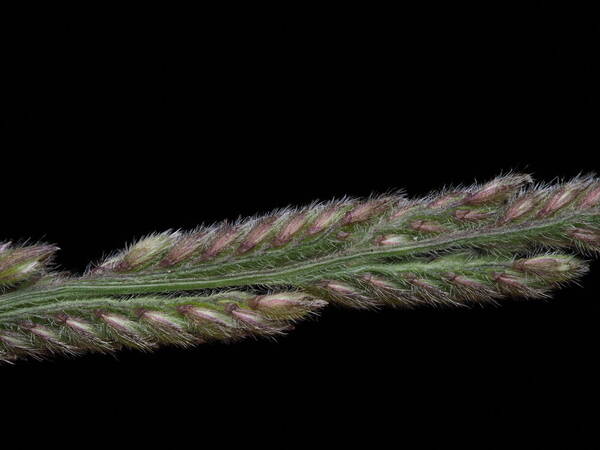 Moorochloa eruciformis Spikelets