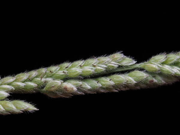 Moorochloa eruciformis Spikelets