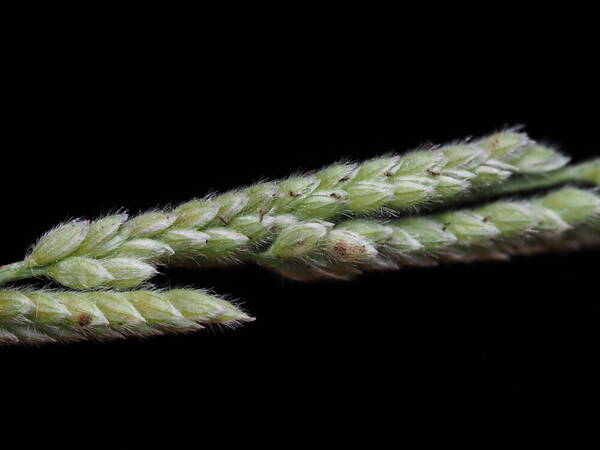 Moorochloa eruciformis Spikelets