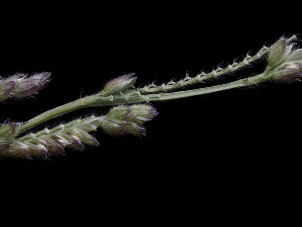 Moorochloa eruciformis Spikelets