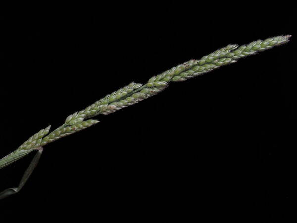 Moorochloa eruciformis Inflorescence