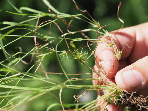 Muhlenbergia microsperma Culm base