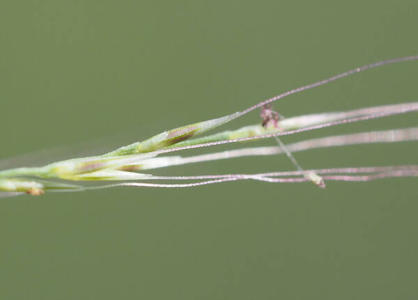 Muhlenbergia microsperma Spikelets