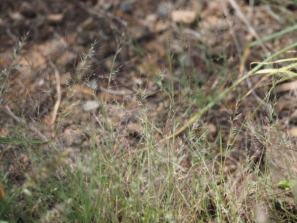 Muhlenbergia microsperma Habit