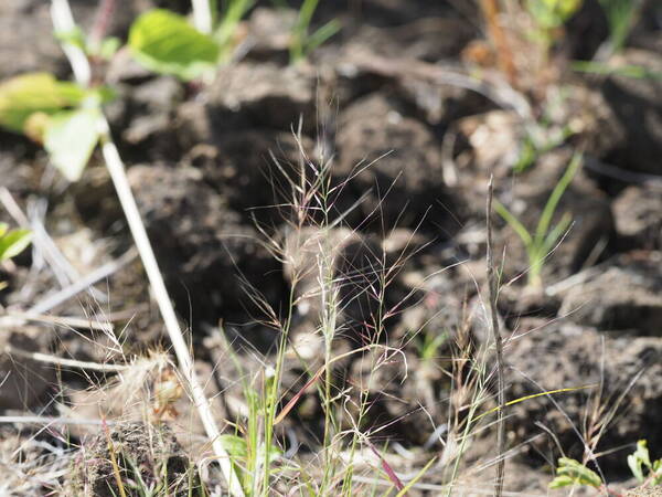 Muhlenbergia microsperma Habit