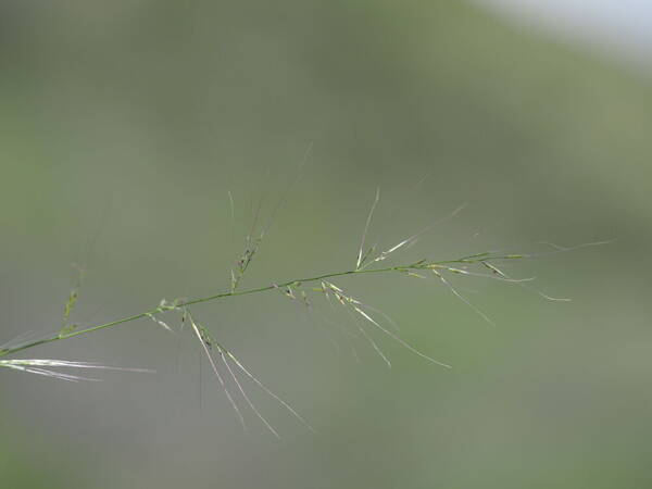 Muhlenbergia microsperma Inflorescence