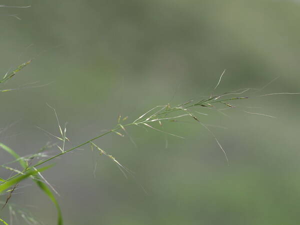 Muhlenbergia microsperma Inflorescence