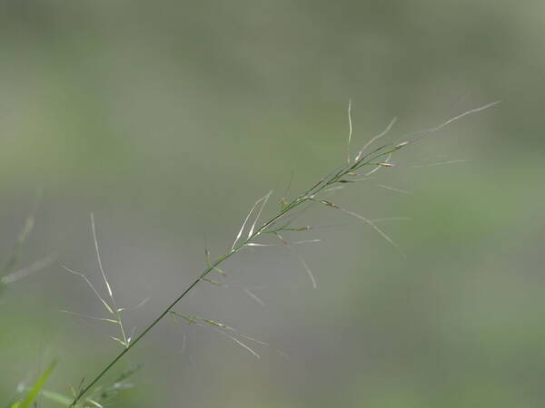 Muhlenbergia microsperma Inflorescence