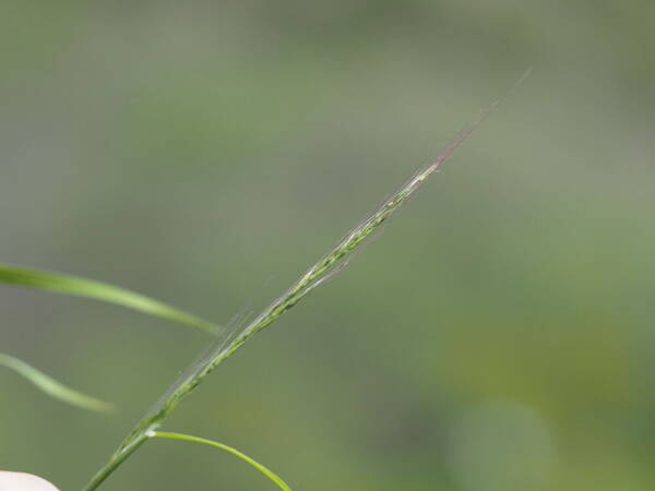 Muhlenbergia microsperma Inflorescence