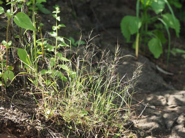 Muhlenbergia microsperma Plant